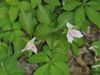 Trilliums 